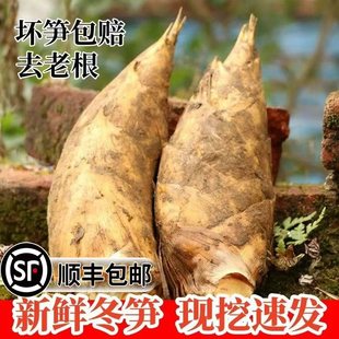 【顺丰包邮】2025年冬笋新鲜现挖带壳冬笋春笋大笋甜笋黄泥拱笋