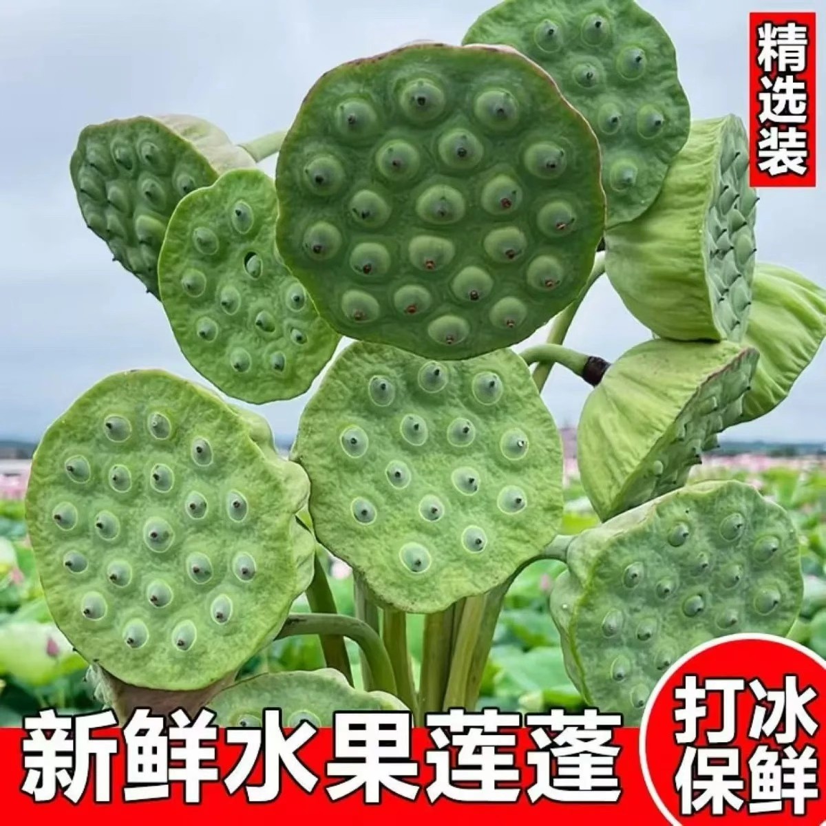 早上采摘2026年早熟莲蓬新鲜水果莲子太空莲蓬嫩莲子鲜甜当季水果