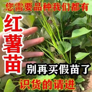 正宗红薯苗蜜薯秧苗西瓜红山东烟台板栗薯25紫薯商薯种植苗地瓜苗