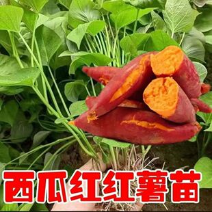 正宗红薯苗今年蜜薯秧苗西瓜红烟台板栗薯25紫薯商薯种植苗地瓜苗