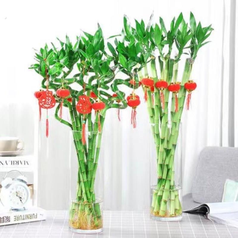 水培植物富贵竹转运竹室内客厅绿植盆栽开运竹弯竹带根好养节节高