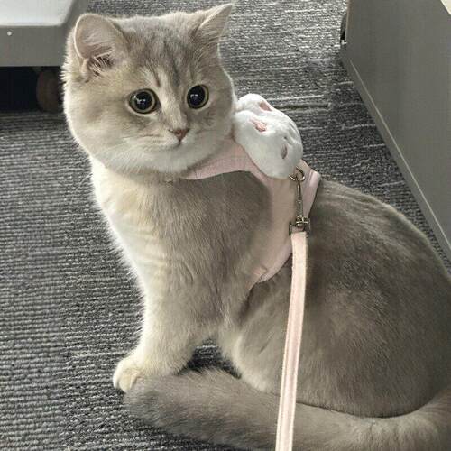 猫咪牵引绳防挣脱外出专用背心式防走丢工字抱婴袋遛猫狗宠物用品