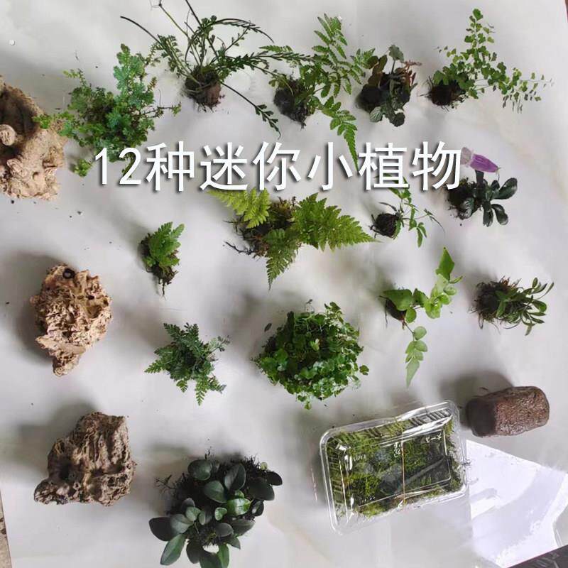 水陆雨林生态缸植物造景用热带微景观室内景观素材套餐组合