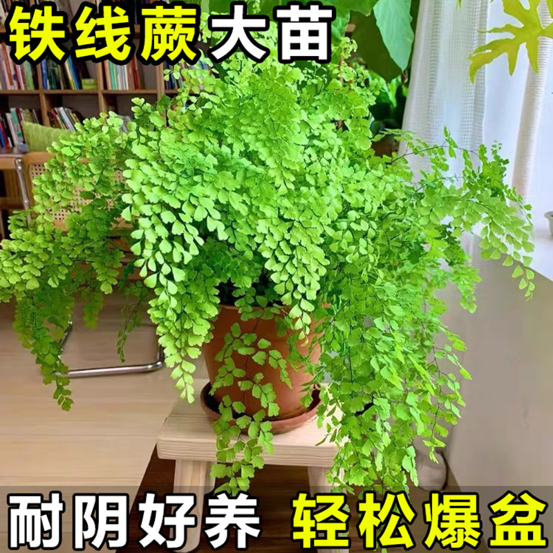 铁线蕨盆栽办公室内除甲醛水培蕨类植物四季常青耐阴花卉盆景绿植