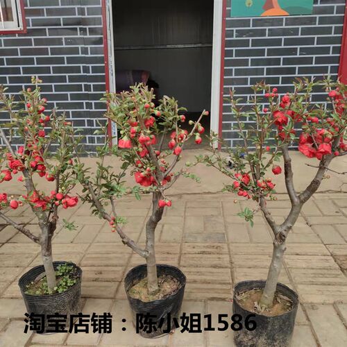 十二一重海棠花卉盆栽植物 耐寒庭院植物海棠树苗 海棠花苗