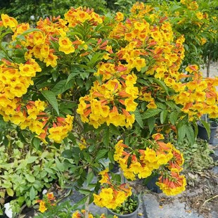 橙钟花直立大花新品凌霄花 阳台庭院盆栽橙钟花苗 耐热多年生花卉