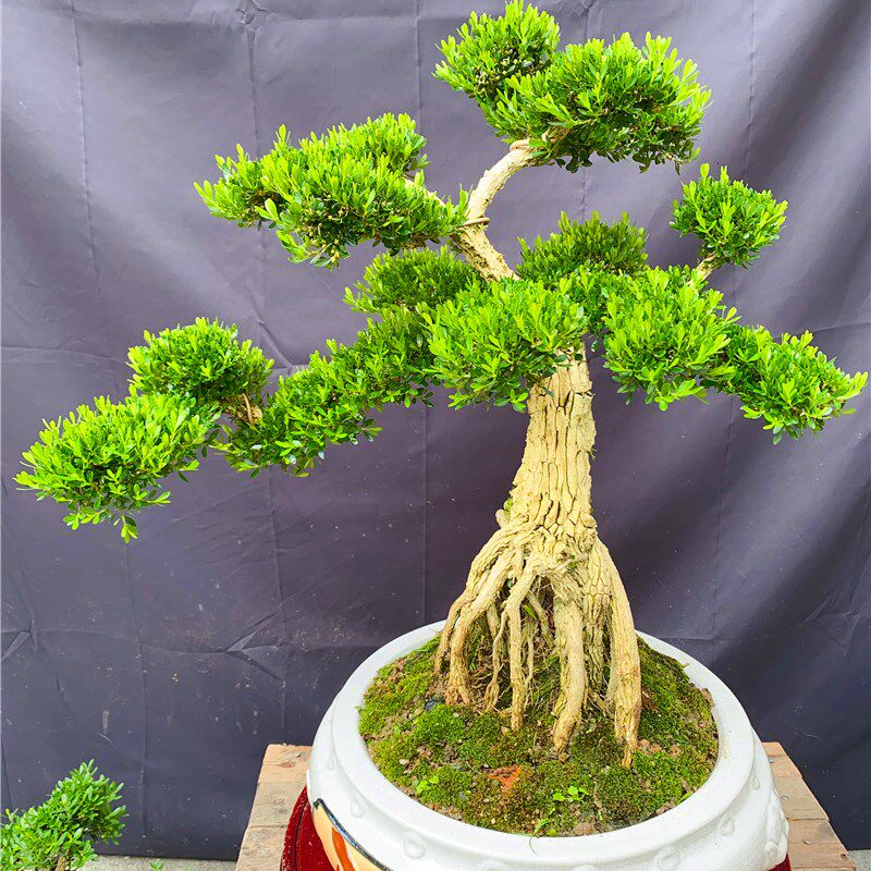 名贵黄杨造型盆景提根,悬崖款小叶雀舌黄杨绿植四季常青客厅庭院