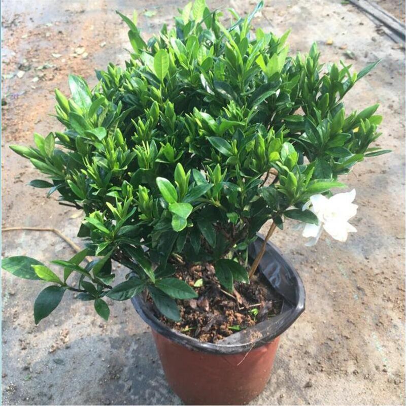 大叶牡丹栀子花盆栽独杆树苗四季开花室内小叶栀子花庭院花卉带花