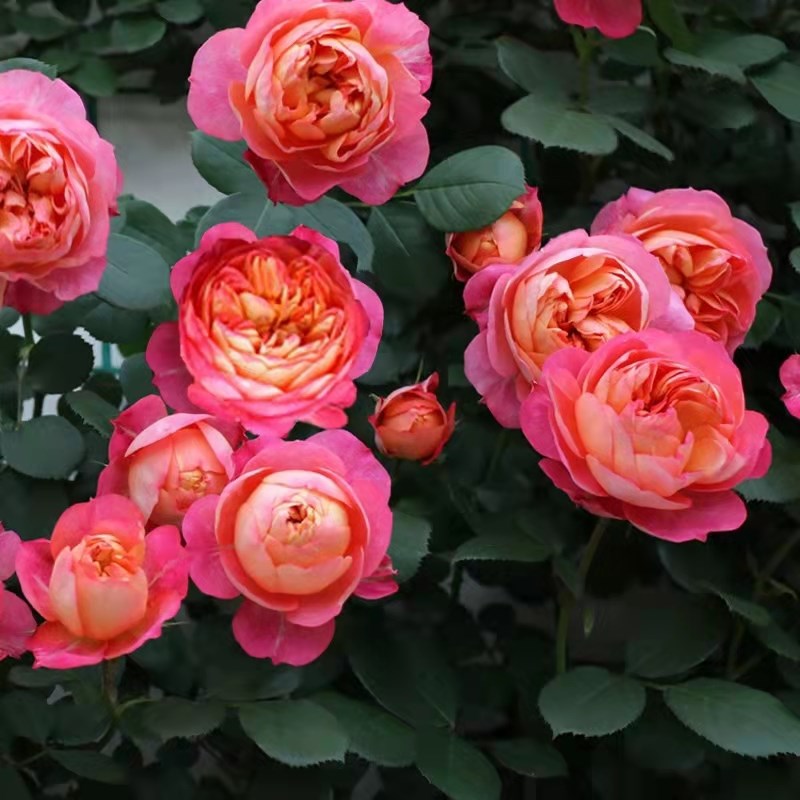 藤宝贝月季花苗盆栽带花苞藤本爬藤月季大苗特大花卉蔷薇四季好养