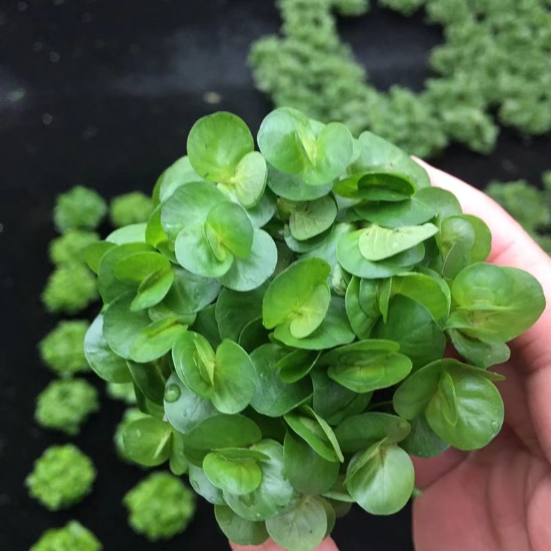 绿金钱小坨草缸鱼缸造景水草场直发懒人水培增氧淡水水草阴性植物
