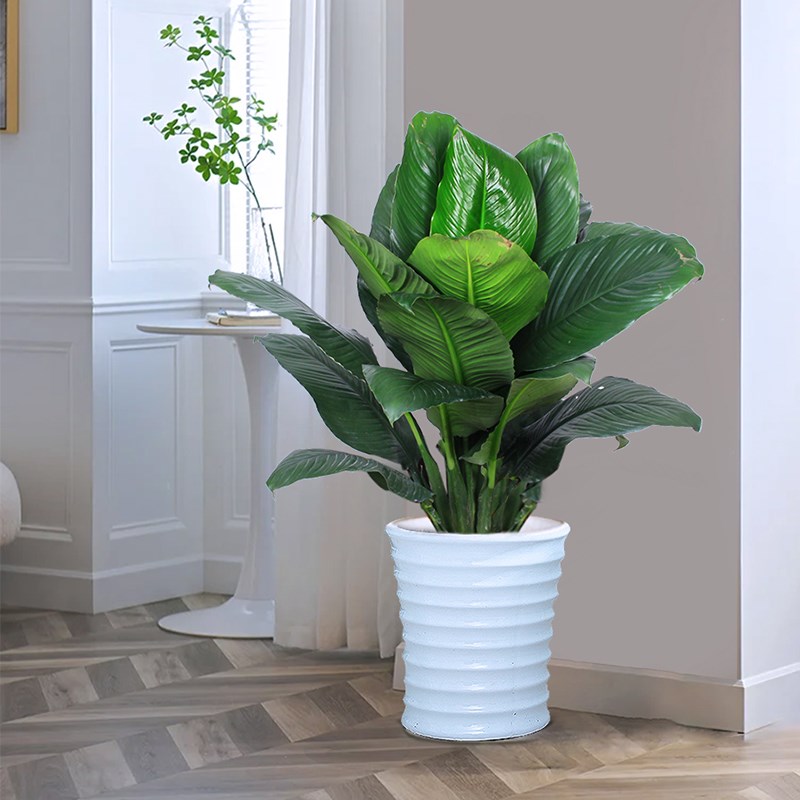 绿巨人盆栽 室内大叶落地大植物客厅阳台净空气办公室易养活绿植