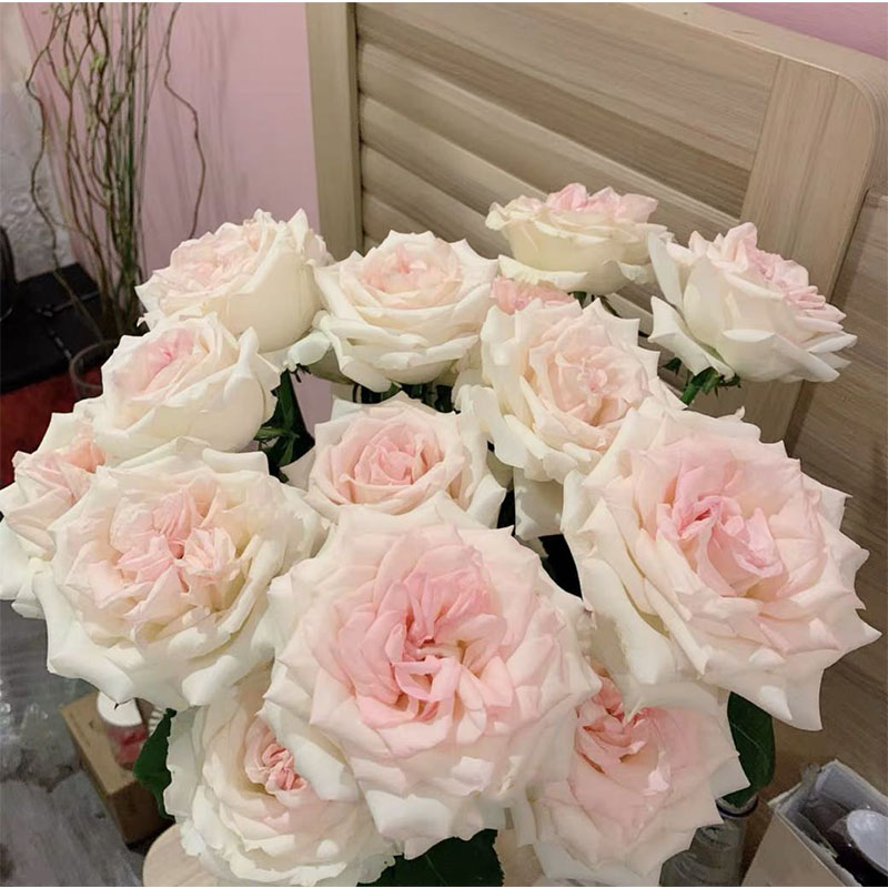 Yoyo花花世界白色带粉玫瑰鲜花香水女人花艺插花家居花瓶插花