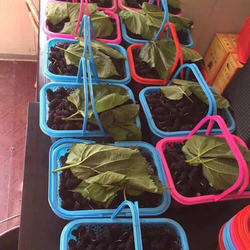 樱桃篮杨梅篮蓝莓篮塑料方篮子斤草莓篮小框子次性篮