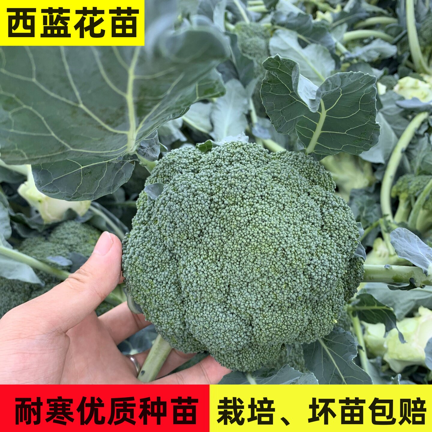 西蓝花秧苗西蓝菜苔甜杆蔬菜苗秧