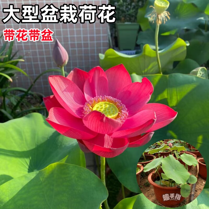 大型成品荷花盆栽带花可开发票