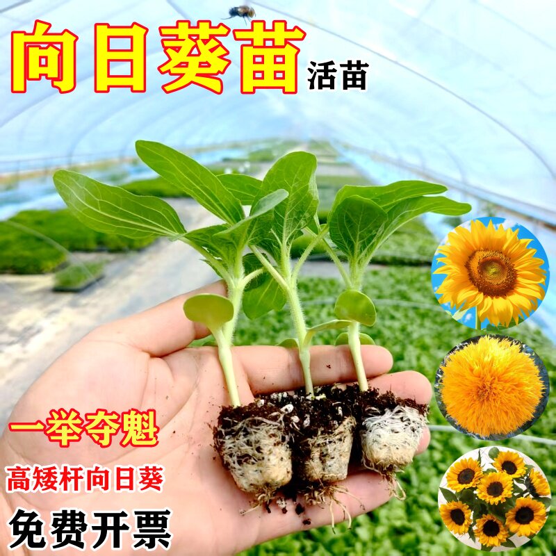 向日葵活苗一举夺魁矮杆观赏花种特大号小盆栽高杆泰迪可食用四季