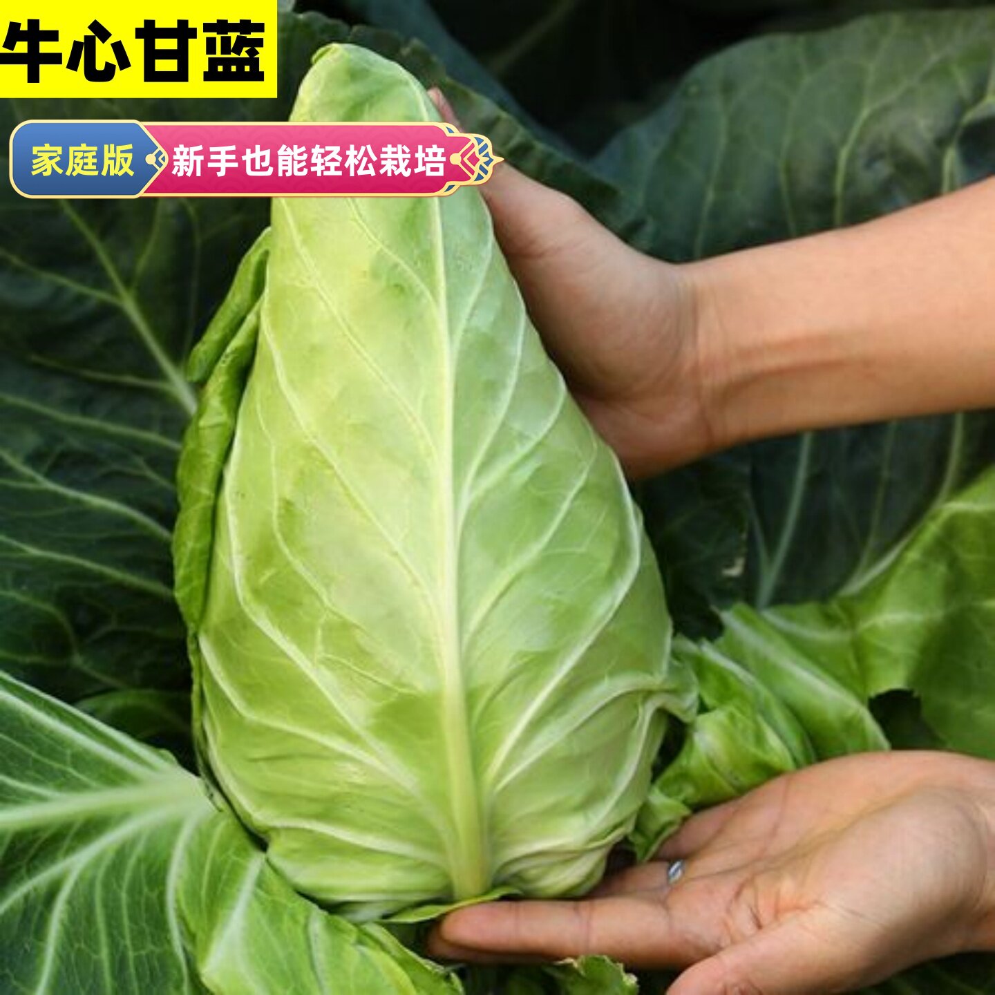 特大牛心甘蓝秧苗水果甘蓝春丰