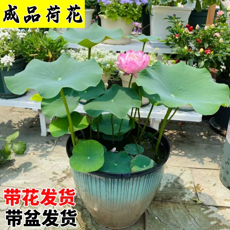 荷花盆栽成品观赏种藕根苗水养带花苞带盆花卉绿植池塘大型水培藕