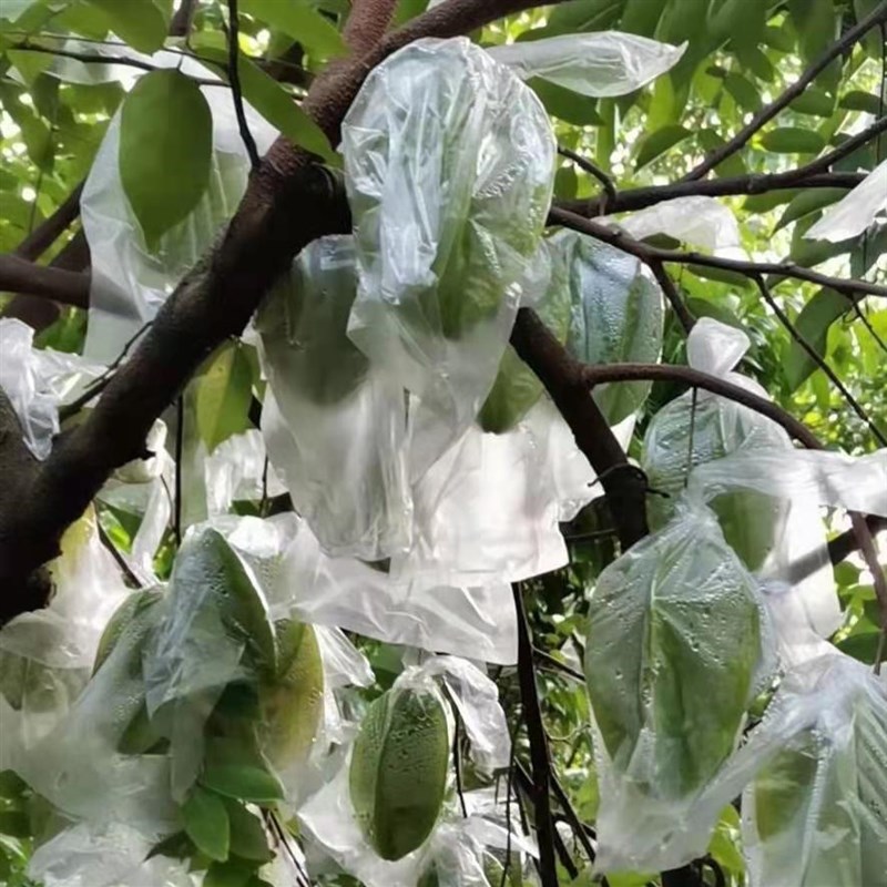包邮农业耳朵型套杨桃薄膜套袋番石榴青枣袋百香果防虫袋套水果袋