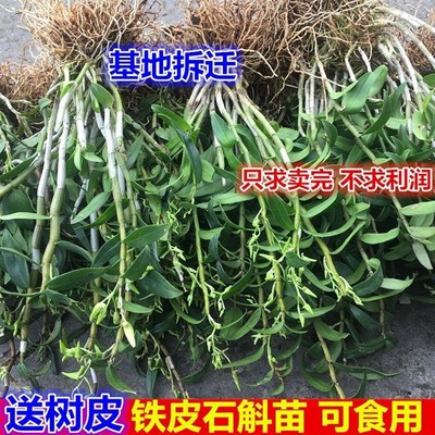 正宗霍山铁皮石斛苗种盆栽花卉绿植石斛枫斗种苗可食用吊兰大苗