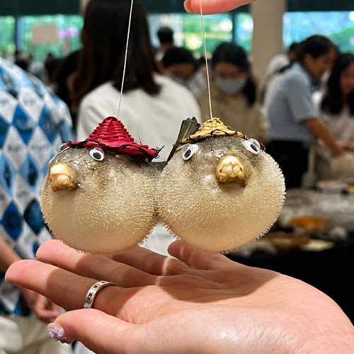 丑萌丑萌的！日照小河豚刺鱼挂件