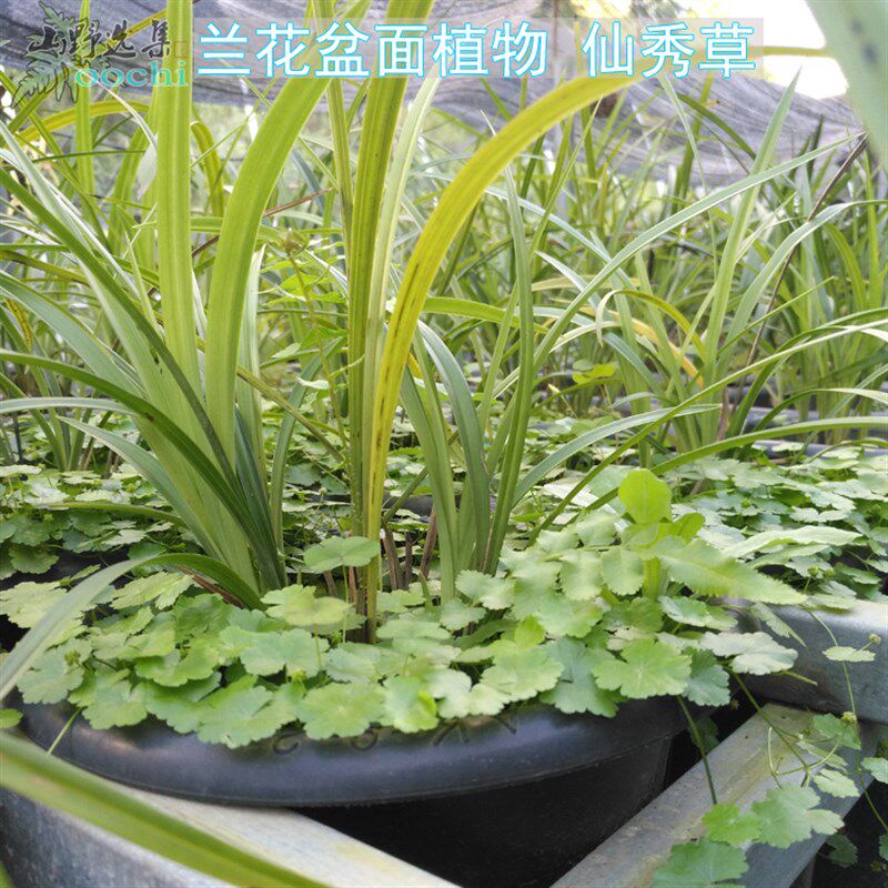 山野选集 兰花盆面植物 仙秀草 破铜钱 天胡荽容易种植可以水培