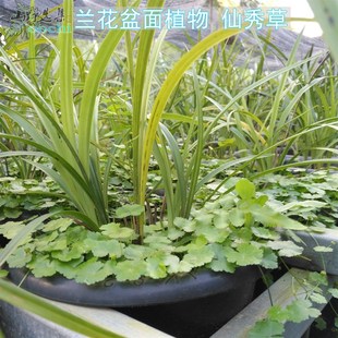 山野选集 兰花盆面植物 仙秀草 破铜钱 天胡荽容易种植可以水培