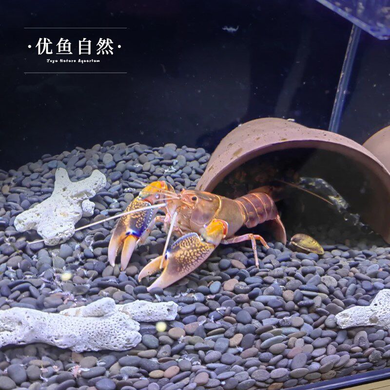 紫火山破坏者虾观赏虾鳌虾小龙虾冷水饲养淡水宠物虾