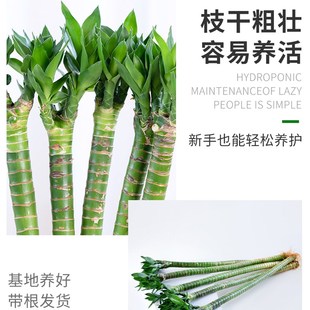 多头龙竹粗壮转运竹富贵竹水养带根室内客厅植物盆栽节节高文昌竹