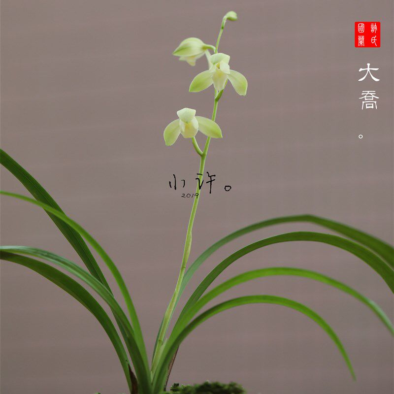 建兰【大乔】花期夏季 清雅幽兰兰花 优选壮苗 阳台绿植兰花居家