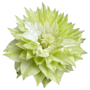 风之森林铁线莲花苗盆栽重瓣爬藤绿植物阳台庭院攀援花卉素雅花色