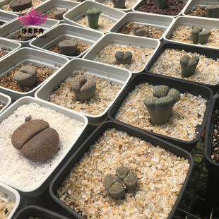 珍美多肉水晶砂花卉盆栽铺面石麦饭石整包丹麦品氏草炭颗粒土包邮