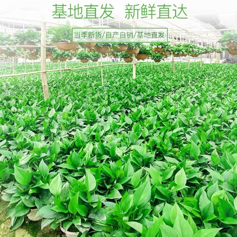 长藤绿萝大叶盆栽绿植花卉净化空气室内客厅办公易养活水培除甲醛