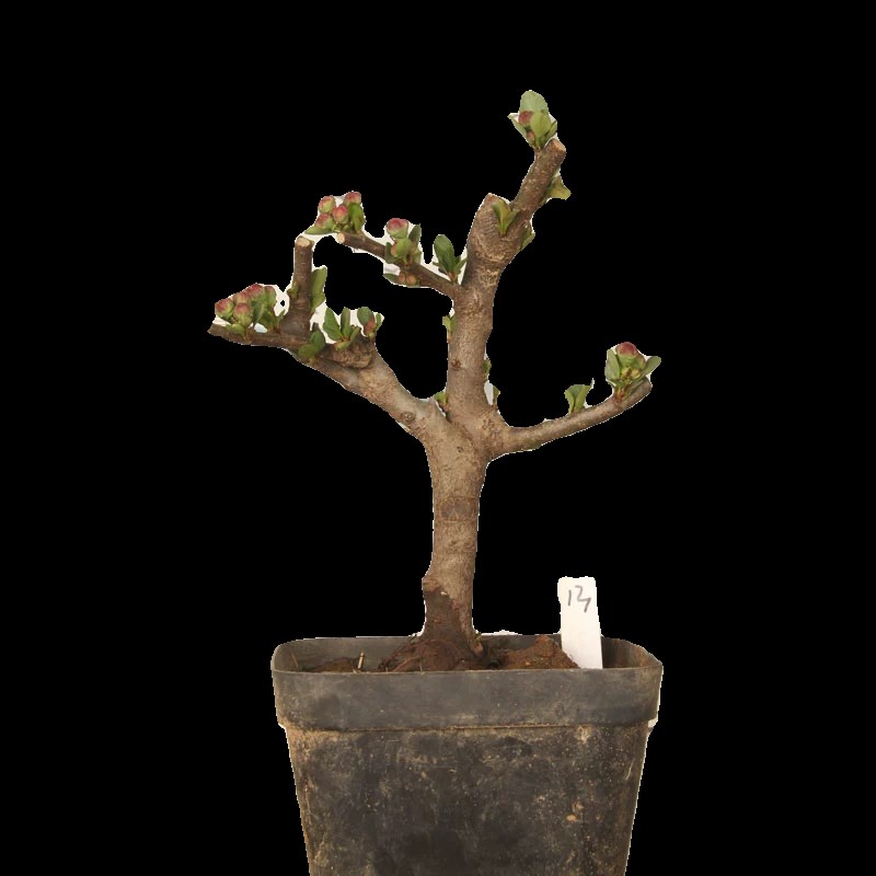 四季海棠花原生长寿冠 红花复瓣 盆景花卉 一物一拍一价