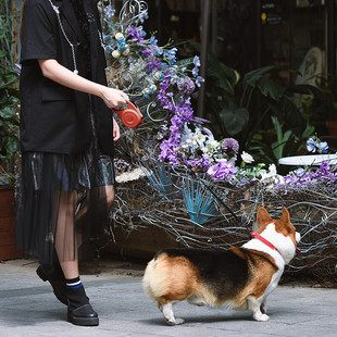 多尼斯狗狗牵引绳自动伸缩遛狗绳小狗中小型犬狗链泰迪金毛猫绳子