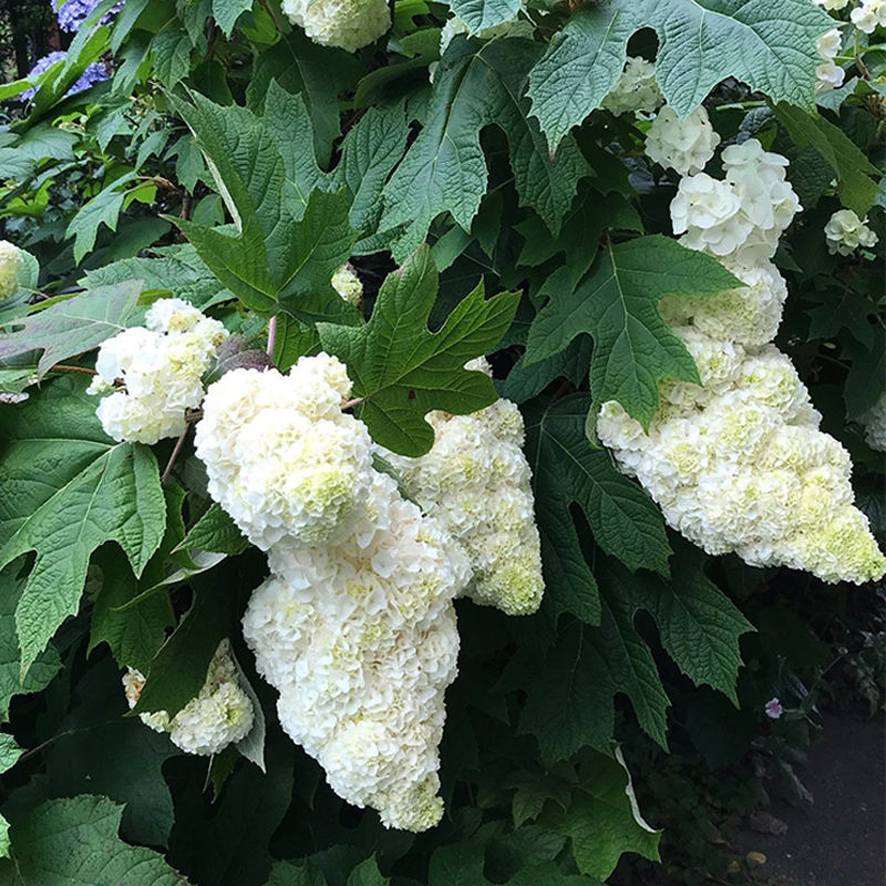 天狼 栎叶绣球和声庭院露台大花绣球盆栽苗