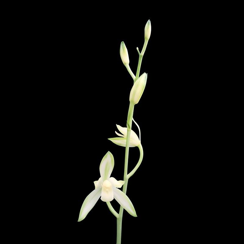 13青山玉泉建兰远香陶瓷绿植兰花盆带花苞高雅透气紫沙桌面室内盆