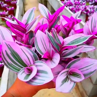 油画婚礼吊兰新品 吊兰多肉植物花卉盆栽好养活彩色多肉组合肉肉