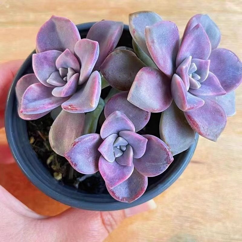 紫乐多肉单头多头群生阳台露天新手好养基地直发多肉植物特价清仓,鲜花速递/花卉仿真/绿植园艺,多肉植物,淘宝优惠券,粉丝福利购,淘宝优惠卷