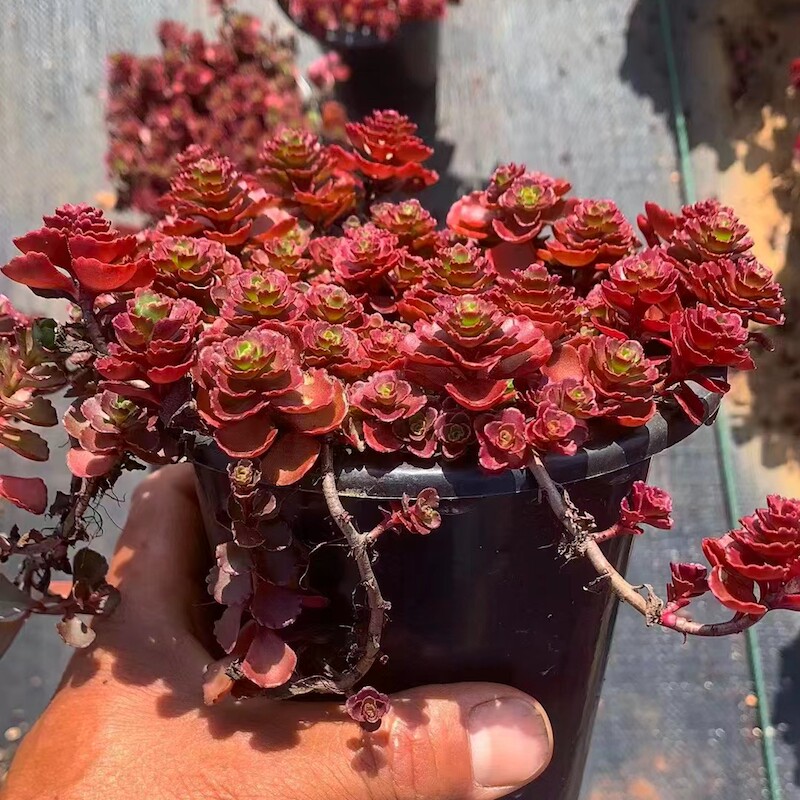 很耐寒的小球玫瑰多肉植物组合盆栽大颗好养老桩云南直发