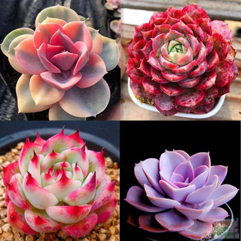 多肉植物栽好成品新手入门组合易活室内阳台绿植花卉