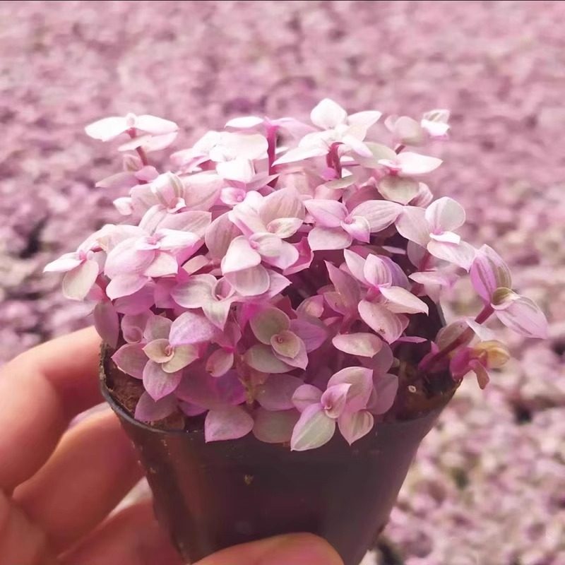 胭脂云多肉吊兰粉色小叶子油画婚礼喜庆四季好养植物盆栽,鲜花速递/花卉仿真/绿植园艺,多肉植物,淘宝优惠券,粉丝福利购,淘宝优惠卷