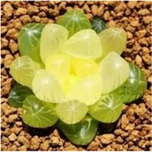 琥珀玉露多肉植物室内组合属精品雨露绿植花卉姬玉露水晶