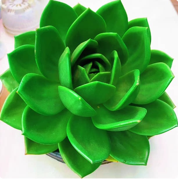 翠花新品种贵货多肉植物盆栽皮实好养绿色多肉超大颗老桩多肉