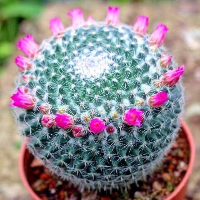 玉翁仙人球小盆栽带绯花玉多肉植物桌面绿植室内开图片