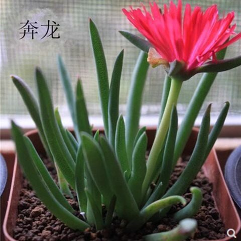 多肉植物 奔龙 盆栽花卉 肉肉植物 办公室内绿植盆栽 包邮促销,鲜花速递/花卉仿真/绿植园艺,多肉植物,淘宝优惠券,粉丝福利购,淘宝优惠卷