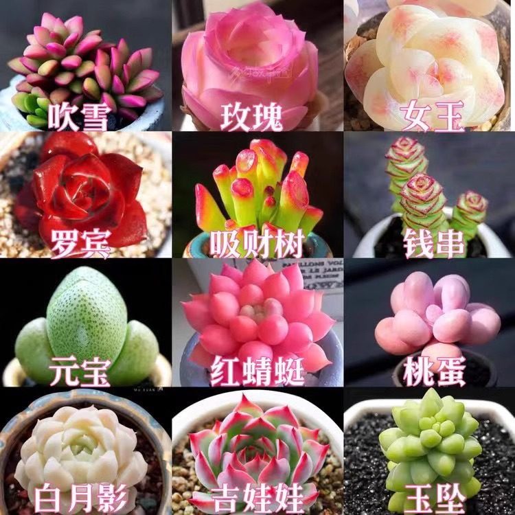 多肉植物吉娃桃蛋吸财树新手入门好养高档女王元宝室内办公室盆栽,鲜花速递/花卉仿真/绿植园艺,多肉植物,淘宝优惠券,粉丝福利购,淘宝优惠卷