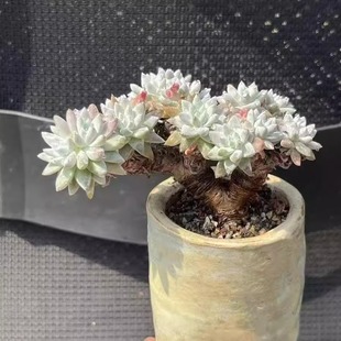 仙女杯系列老桩盆景白菊多头多肉植物好养活木质杆室内办公室盆栽