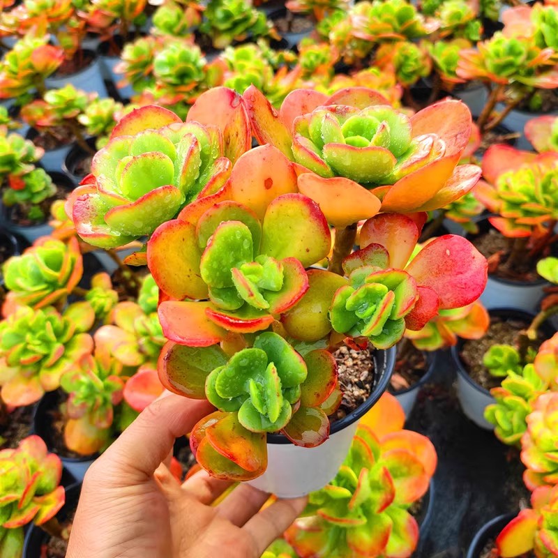 【大盆老桩红梅】带原盆原土室内室外阳台盆栽新手好养云南基地