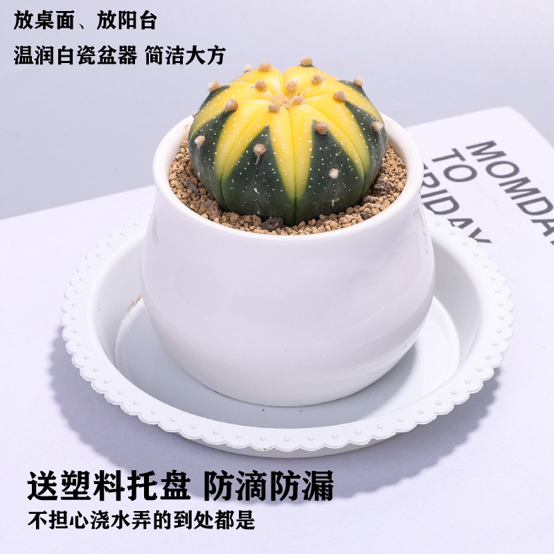 精品仙人球室内小盆栽仙人掌多肉植物万重山办公室桌面绿植,鲜花速递/花卉仿真/绿植园艺,多肉植物,淘宝优惠券,粉丝福利购,淘宝优惠卷